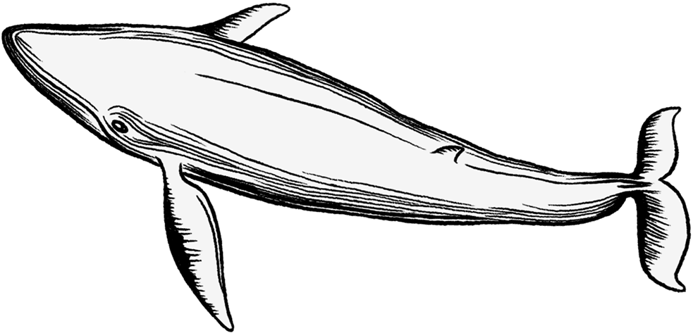 whale2